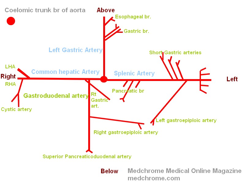 Draw To Know It Branches Of Celiac Artery And Blood Supply - 800x600 - jpeg Common Hepatic Artery Branches